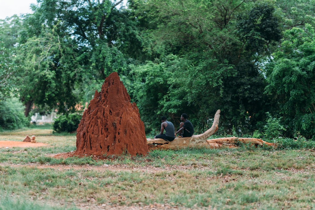 How Termite Mounds Stay Cool: Nature's Master Architects