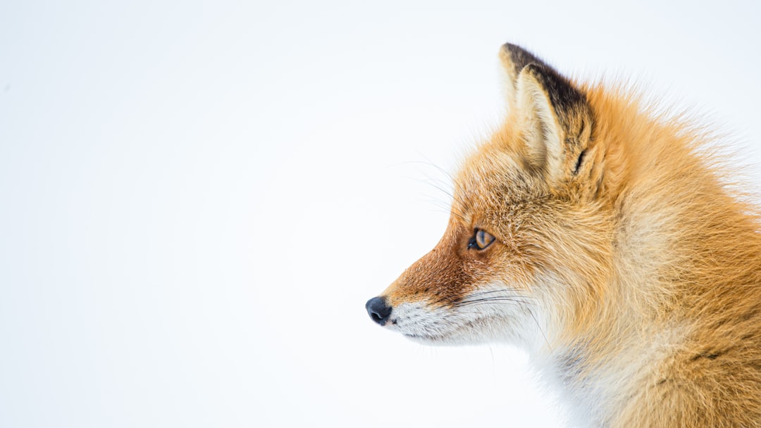 Fennec Fox: The Desert Survivor With Enormous Ears