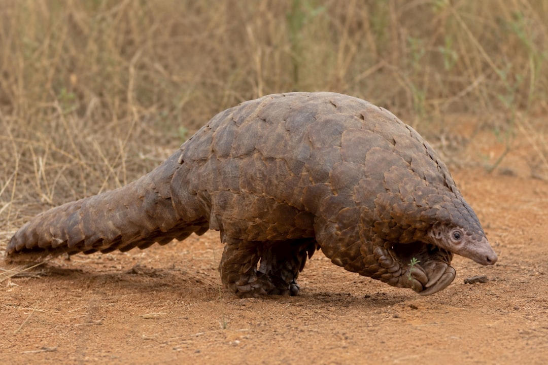 Sunda Pangolin: The Most Trafficked Mammal
