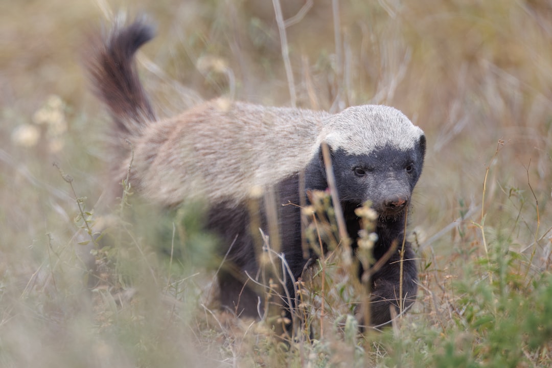 Honey Badger: The Fearless Survivor of the Wild