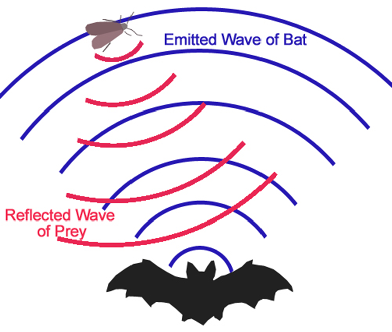 Bat Echolocation: How It Works