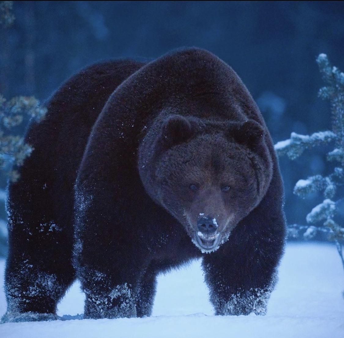 Grizzly Bear: North America's Most Powerful Predator
