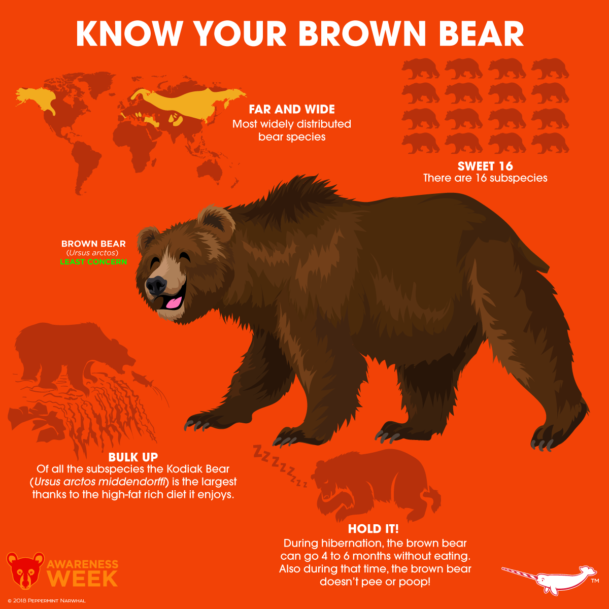 How Do Bears Hibernate?