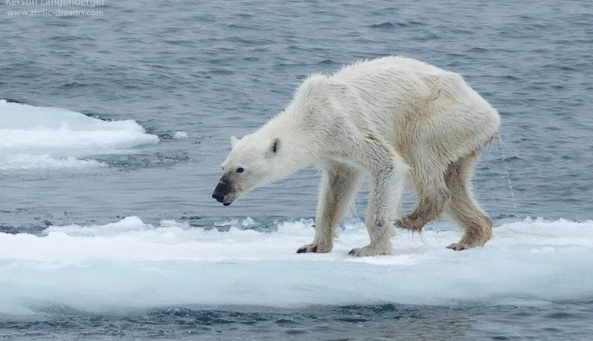 Polar Bear: The Arctic's Apex Predator in a Warming World