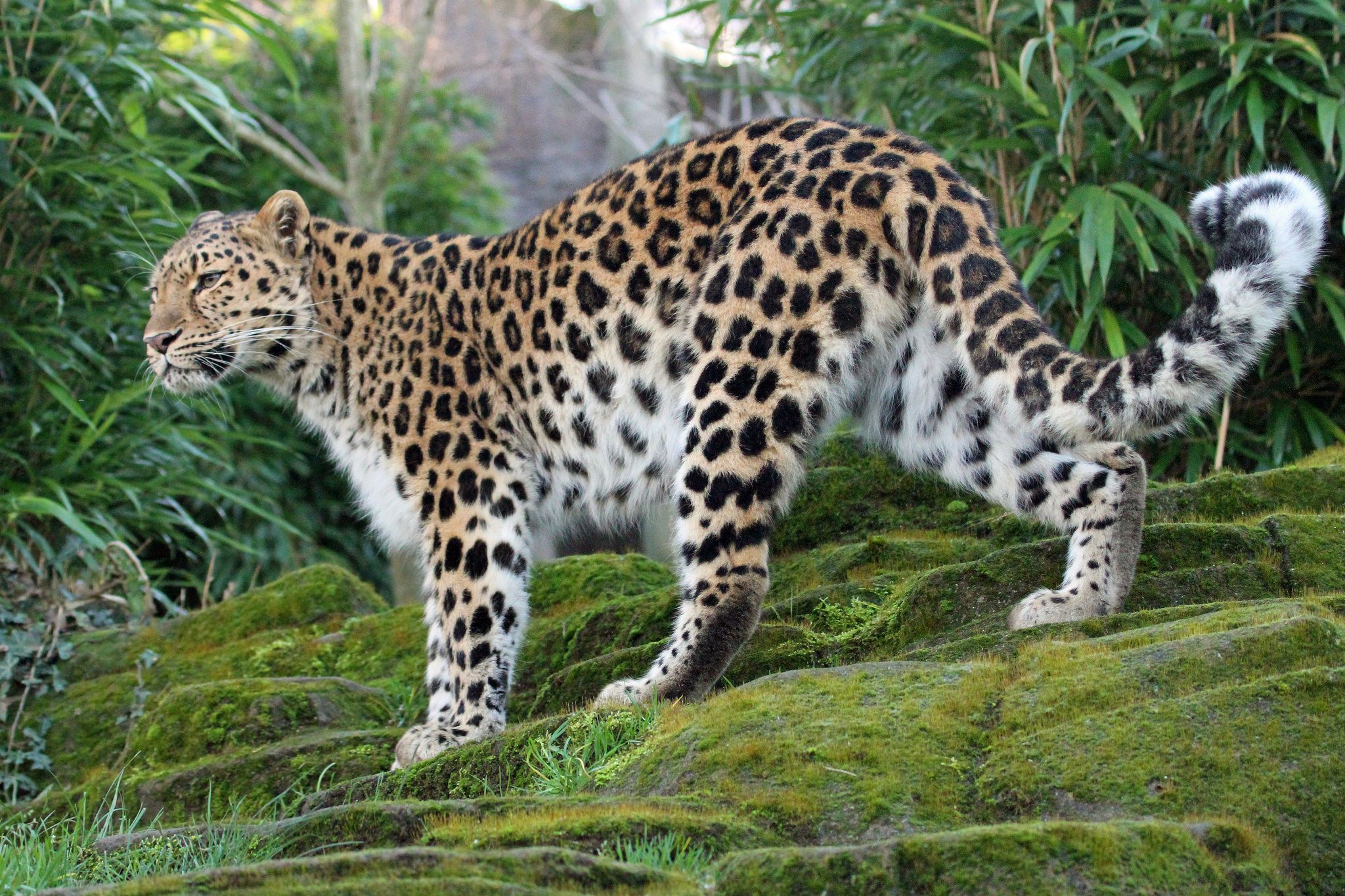 Leopard: The Most Adaptable Big Cat on Earth