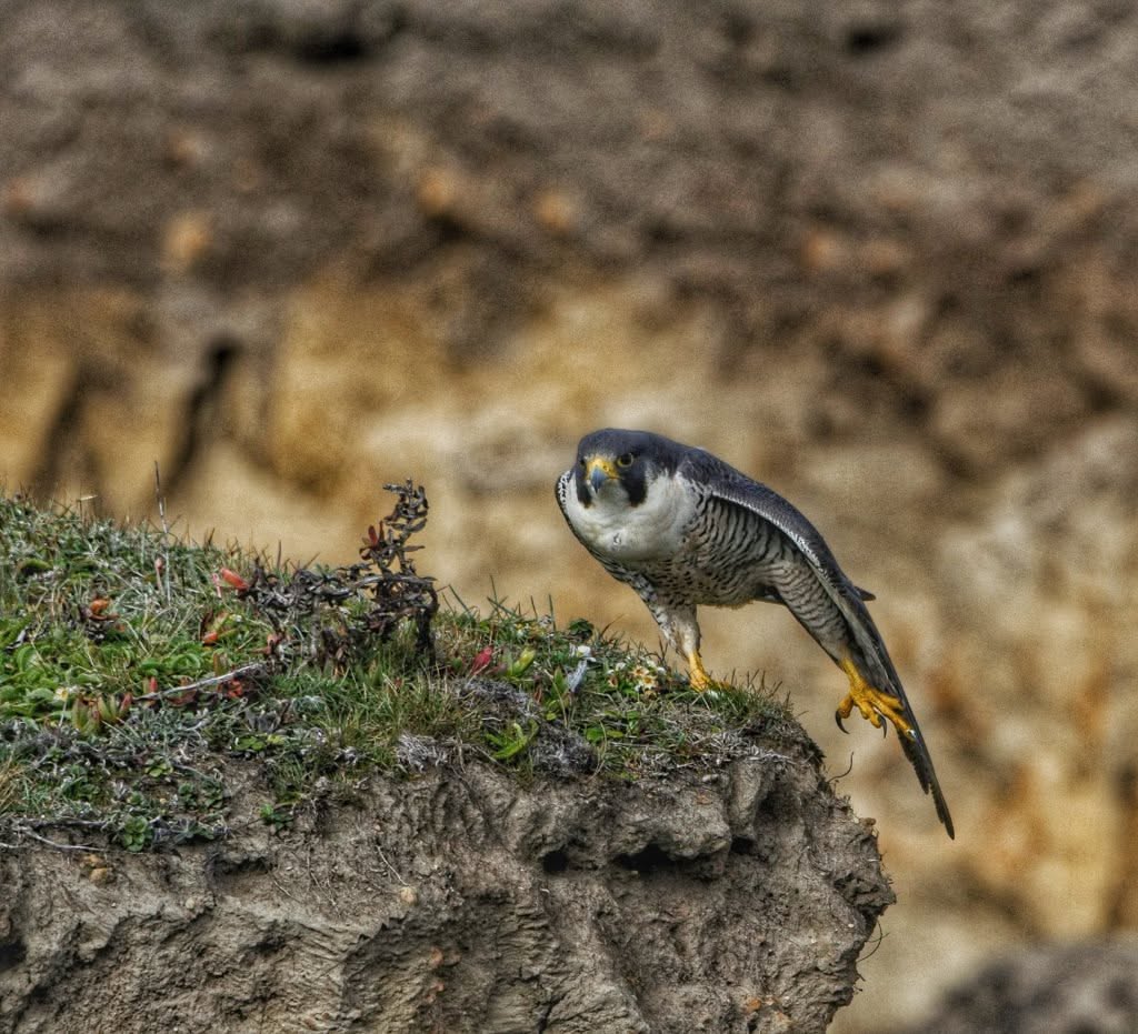 Fastest Birds in the World, Ranked