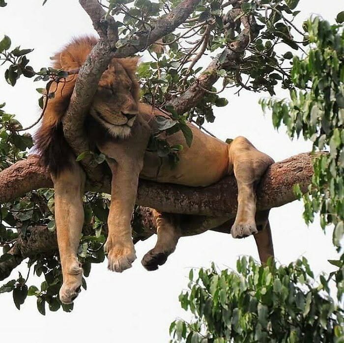 Lion: The King of the Savanna and the Only Social Big Cat