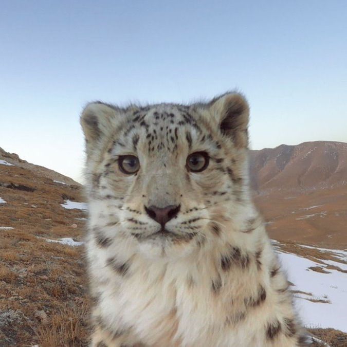 Why Snow Leopards Are Called Mountain Ghosts