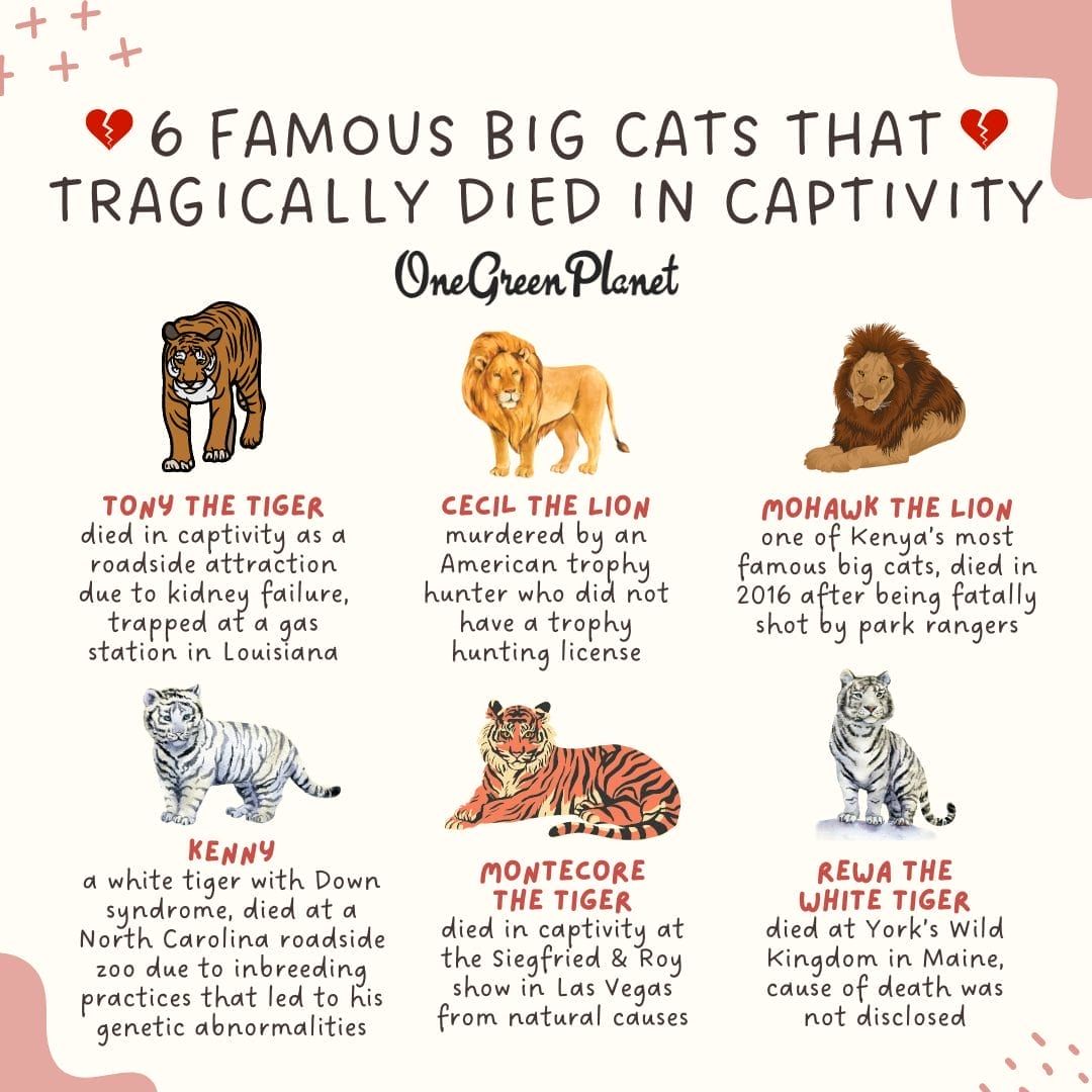 Lives of Big Cats: Lions, Tigers, and Leopards