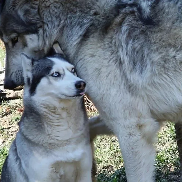 Wolf vs Dog: The Effects of Domestication Over Time