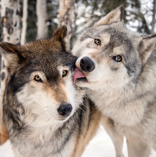 Wolves and Wild Canines: Pack Hunters of the Wild