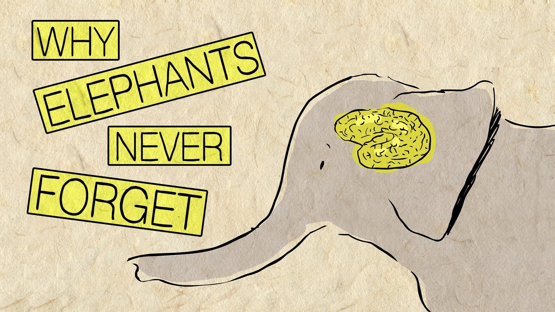 Elephant Memory and Intelligence: Why Elephants Never Forget