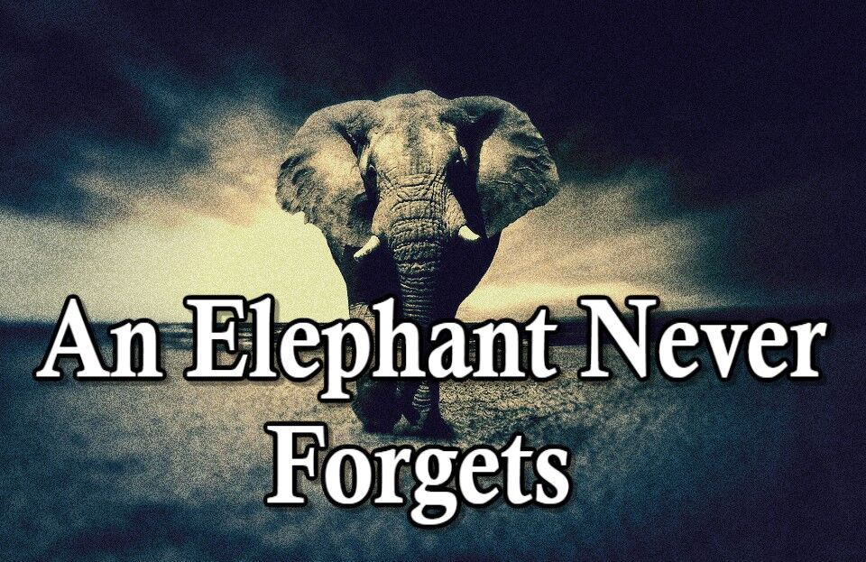 Do Elephants Really Never Forget?