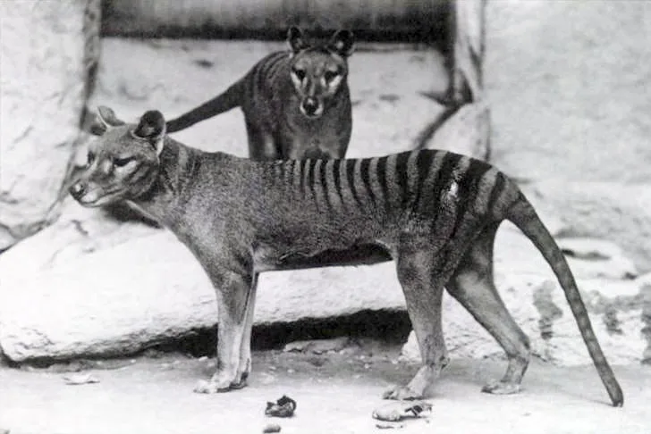 Recently Extinct Species: A Cautionary Tale