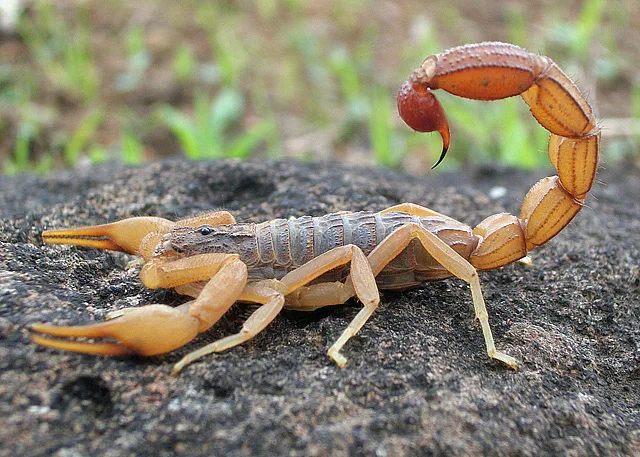 Deathstalker Venom and Its Medical Uses