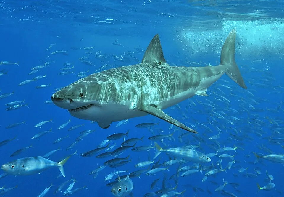 Basking Shark: The Gentle Filter Feeder