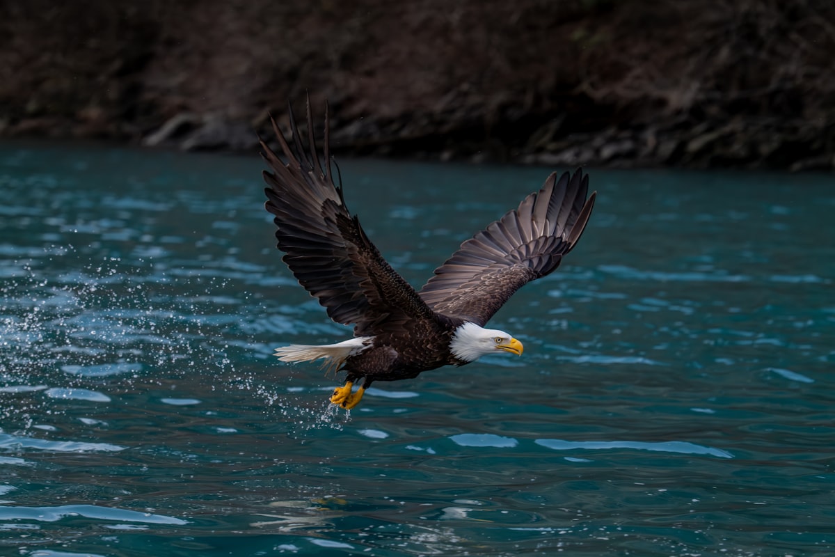 Bald Eagle in flight