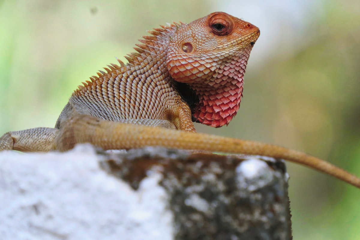 Chameleon close-up