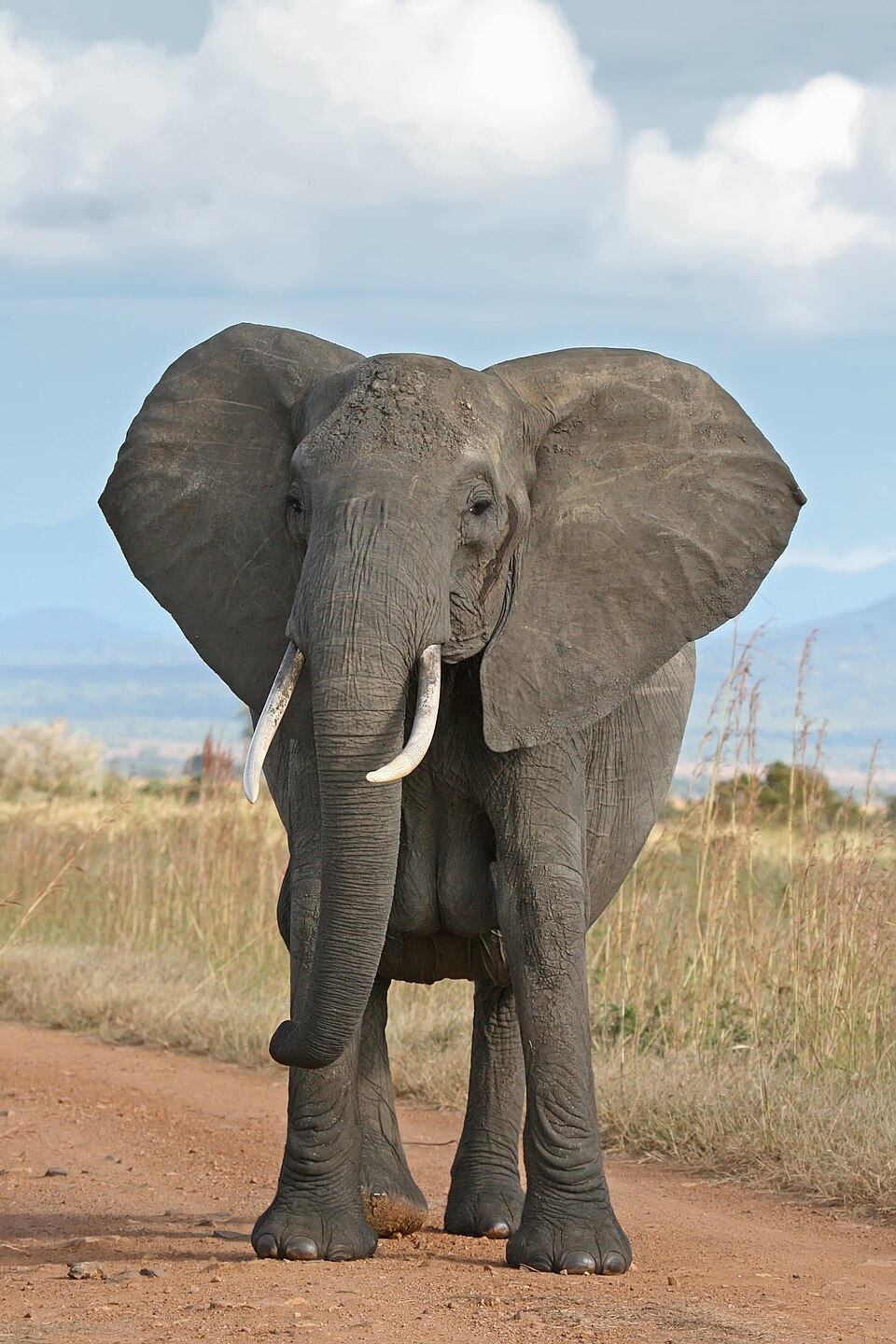 Elephant walking