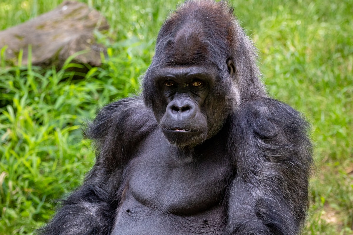 Gorilla portrait