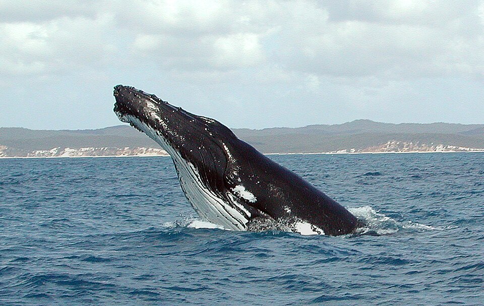 Whale breaching