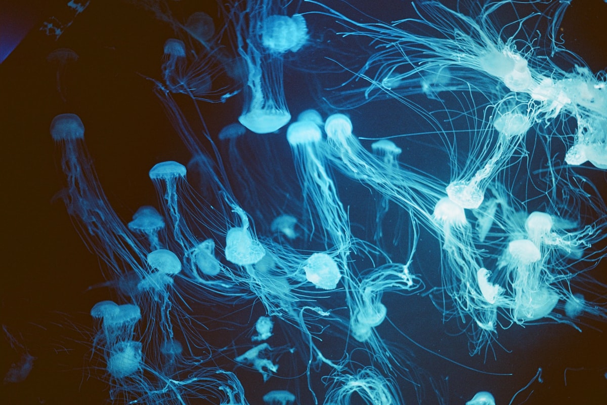 Jellyfish glowing