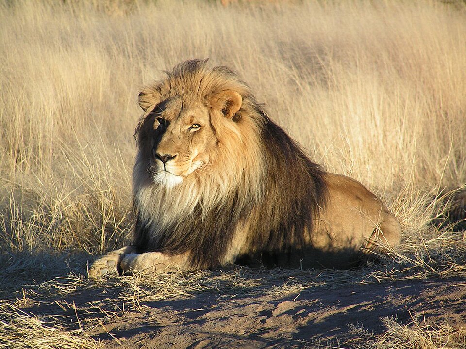 Lion in the Serengeti