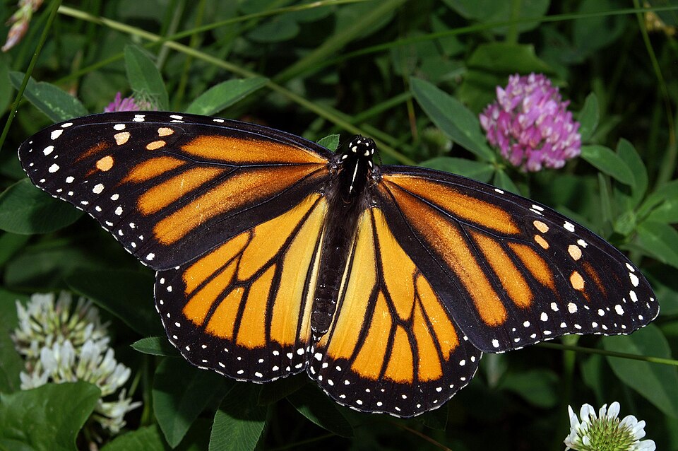 Butterfly on flower