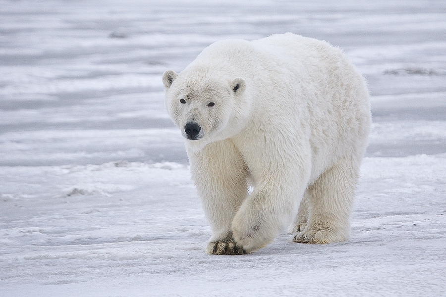 Polar bear on ice