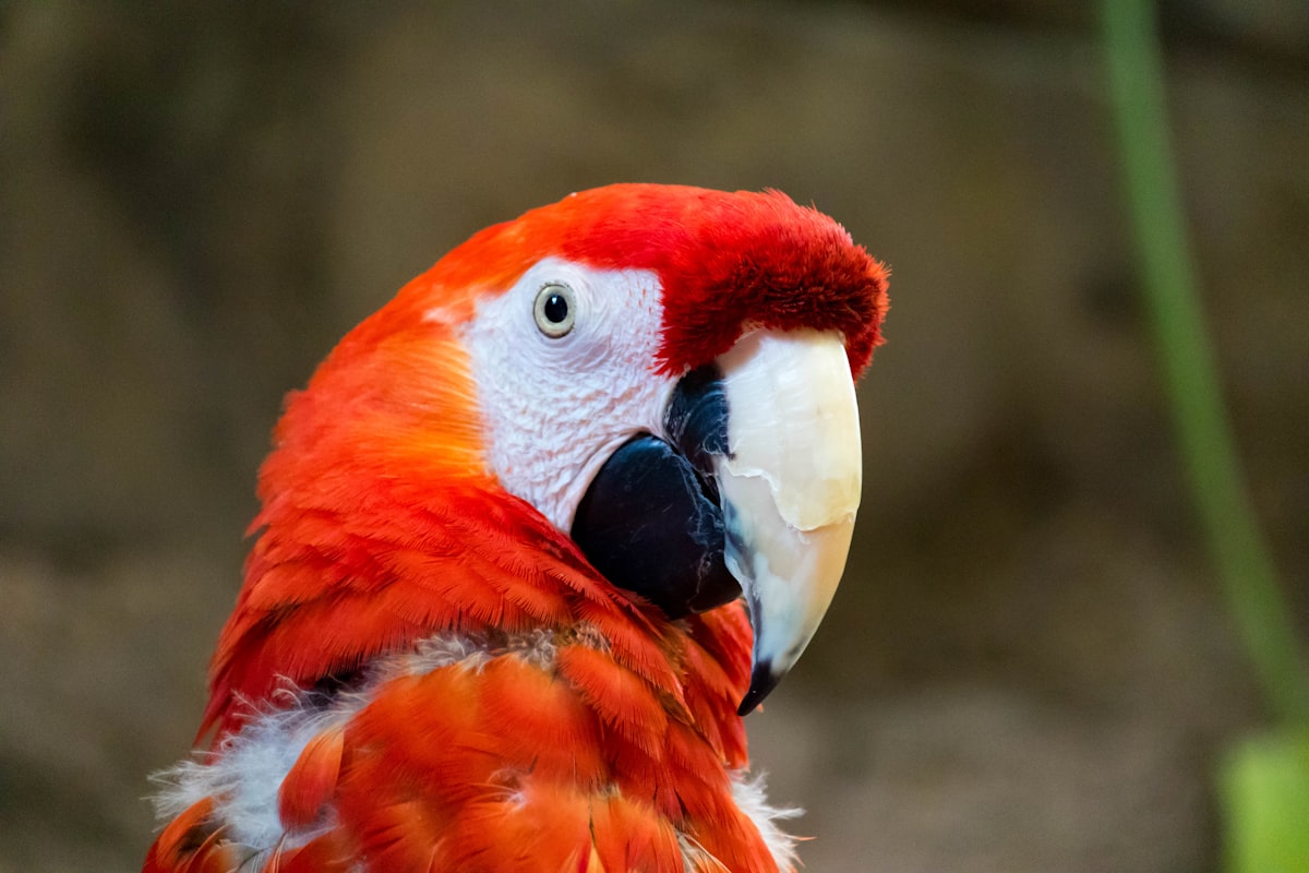Colorful parrot