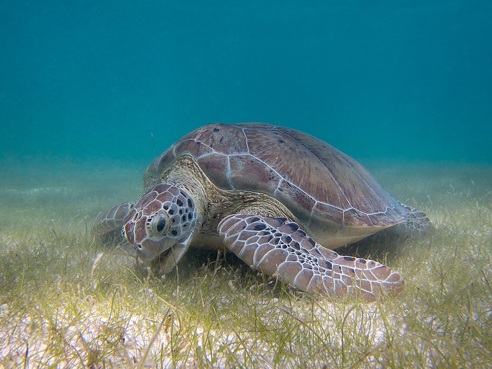 Sea turtle swimming