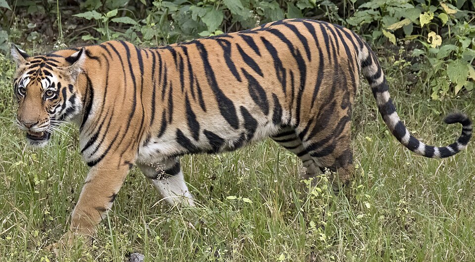 Tiger walking